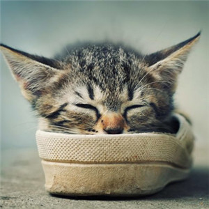 可爱小猫咪头像 猫咪睡觉的样子更是萌萌的