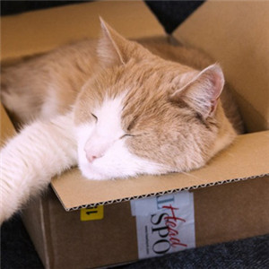 可爱小猫咪头像 猫咪睡觉的样子更是萌萌的