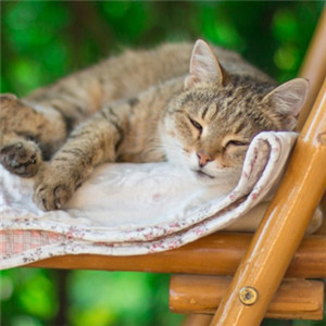 可爱小猫咪头像 猫咪睡觉的样子更是萌萌的