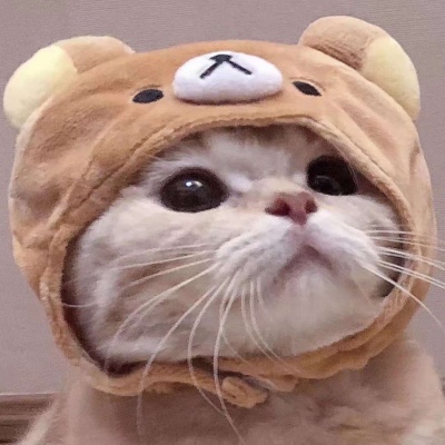 可爱的小猫情侣头像，单身猫没听说过你是单身吗