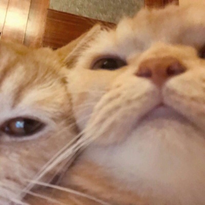 可爱又萌的小猫咪来了，动物搞笑情侣头像