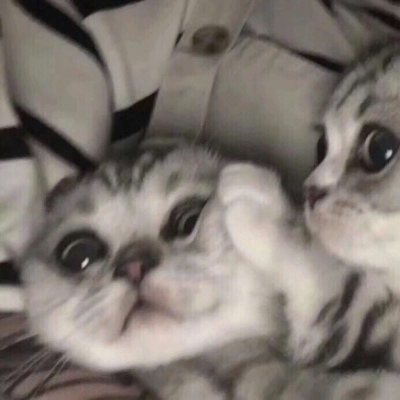 可爱又萌的小猫咪来了，动物搞笑情侣头像