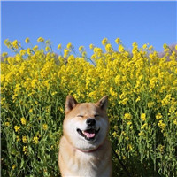 柴犬柯基头像 可爱萌萌柴犬和柯基图片