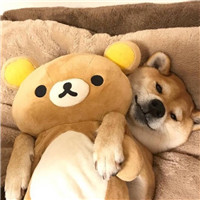 柴犬柯基头像 可爱萌萌柴犬和柯基图片