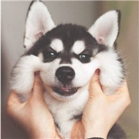 柴犬柯基头像 可爱萌萌柴犬和柯基图片