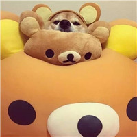 柴犬柯基头像 可爱萌萌柴犬和柯基图片