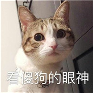可爱狗狗情侣头像两张 狗狗相爱人是比不了的
