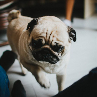 斗牛犬微信头像 憨萌可爱的斗牛犬图片