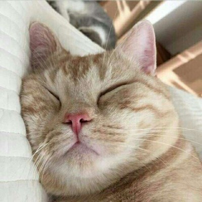 qq头像可爱的小猫头像,这个主人比较个性有创意