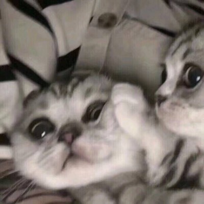 小猫情侣头像超萌，猫的爱情人是不懂的