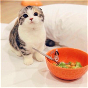 好看可爱的小猫咪头像 萌萌的乖乖的