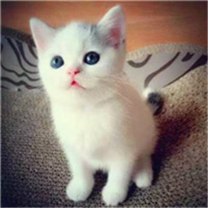 好看可爱的小猫咪头像 萌萌的乖乖的
