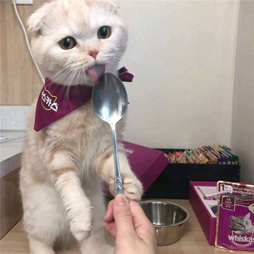 可爱的猫咪头像，女生最喜欢这样的呆萌可爱的猫咪头像了