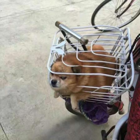 狗狗情侣头像一对两张，可爱又萌的狗狗送给你