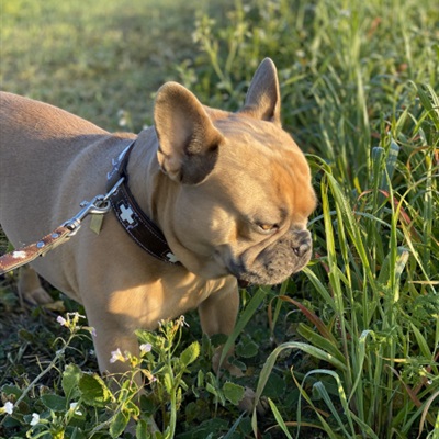 可爱法斗犬头像 憨厚可爱的斗牛犬图片