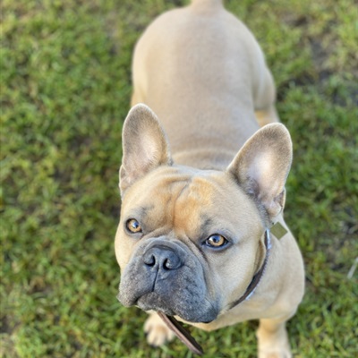 可爱法斗犬头像 憨厚可爱的斗牛犬图片