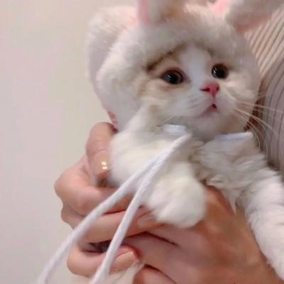 猫头像可爱微信头像 2020超可爱的猫咪头像图片