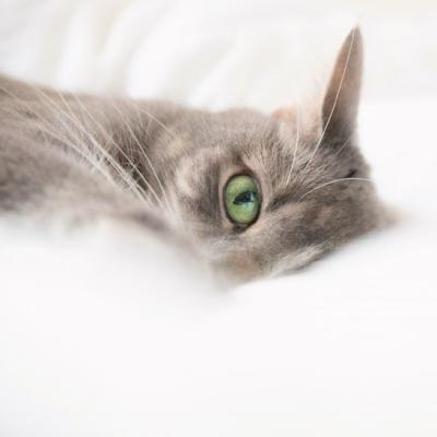 可爱的猫咪头像，慵懒可爱的猫咪图片