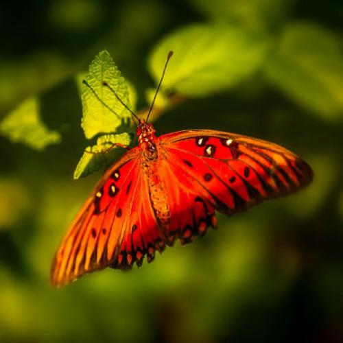 微信蝴蝶头像，优雅的红色蝴蝶图片