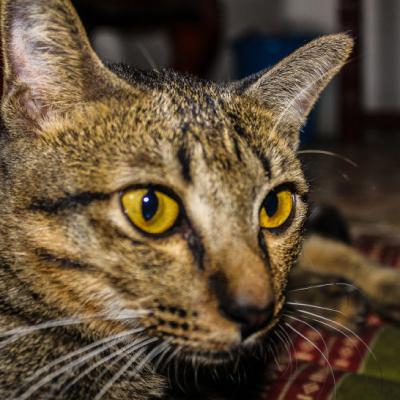 一只灰色的小猫特写，可爱猫咪头像萌图片