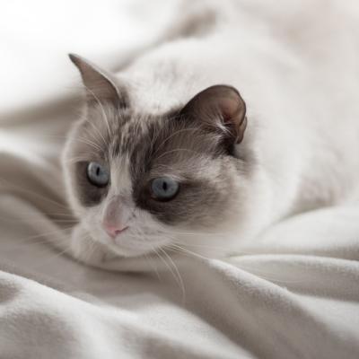 可爱小白猫头像，精选可爱的白色猫咪图片