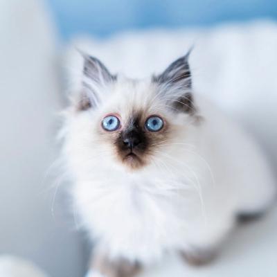 可爱小白猫头像，精选可爱的白色猫咪图片