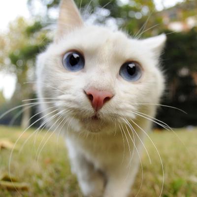 可爱小白猫头像，精选可爱的白色猫咪图片