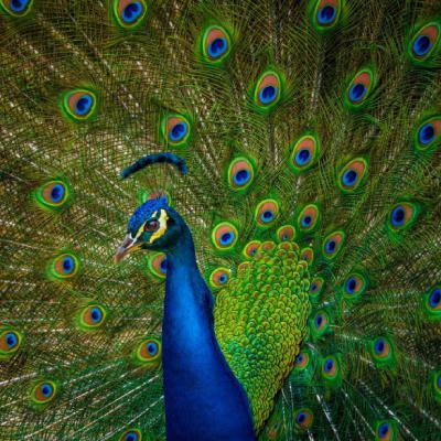 动物微信头像，动物微信头像可爱漂亮的金刚鹦鹉图片