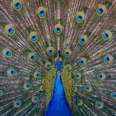 动物微信头像，动物微信头像可爱漂亮的金刚鹦鹉图片