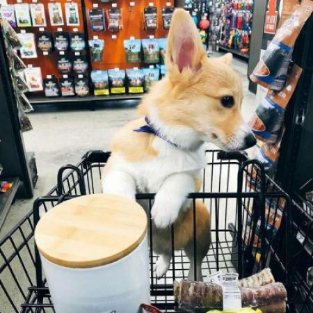 小柯基犬头像，可爱的柯基狗头像图片