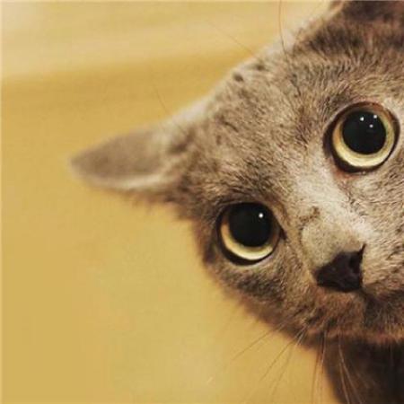 猫咪情侣头像，可爱猫咪情侣头像一对两张
