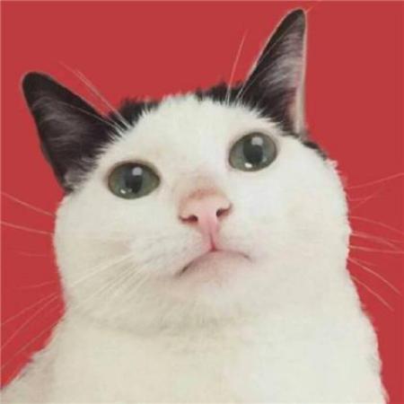 猫咪情侣头像，可爱猫咪情侣头像一对两张