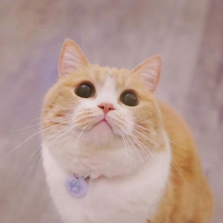 可爱猫咪超萌头像，基本每天都会分享小猫的头像