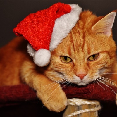 可爱小猫头像 戴着圣诞帽的虎斑猫图片