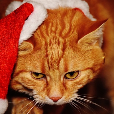 可爱小猫头像 戴着圣诞帽的虎斑猫图片