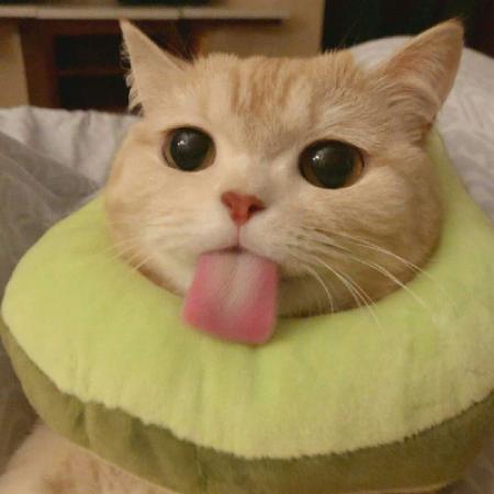 可爱的猫咪头像 史上最可爱的猫咪图片
