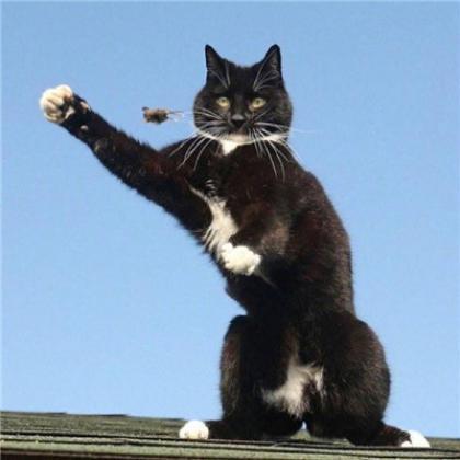猫咪情侣头像一男一女呆萌一对