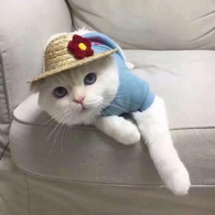 两只猫咪图片情侣头像，最适合都喜欢小猫的情侣了