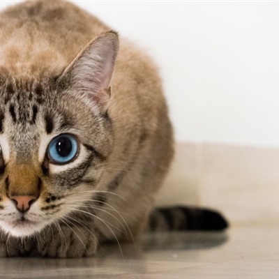 可爱猫咪头像 可爱慵懒的猫咪