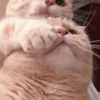 猫系列情侣头像 猫咪情侣头像可爱图片