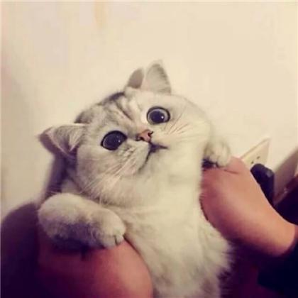 可爱动物情侣头像一左一右两张，小狗小猫小猪都有
