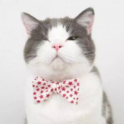 可爱猫咪情侣头像一对，又萌又搞笑的小猫