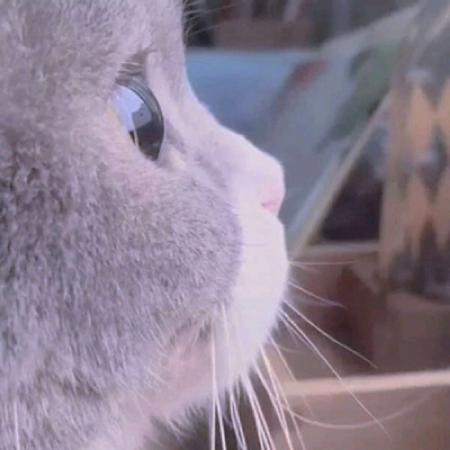 可爱爆了猫咪头像，白色好玩的小猫咪