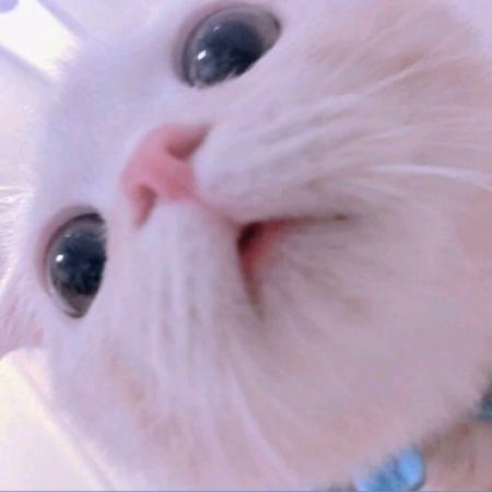 可爱爆了猫咪头像，白色好玩的小猫咪