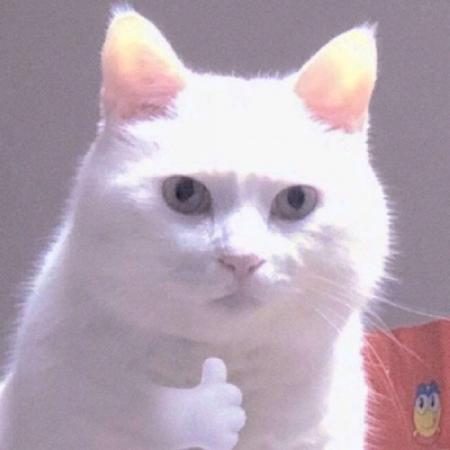 可爱爆了猫咪头像，白色好玩的小猫咪