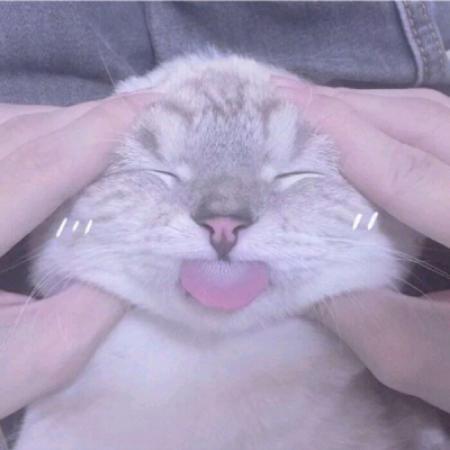可爱爆了猫咪头像，白色好玩的小猫咪