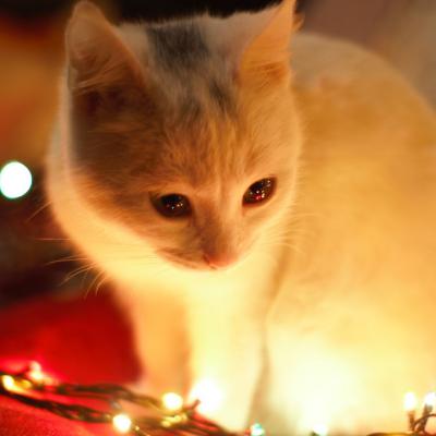 可爱的乖巧软萌猫咪微信头像图片