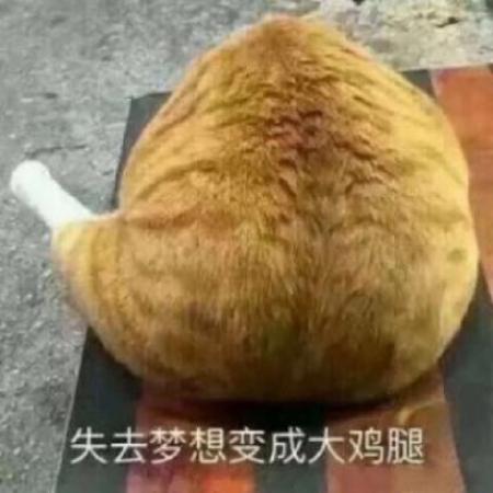萌宠情侣头像 搞怪可爱动物情头两张一对