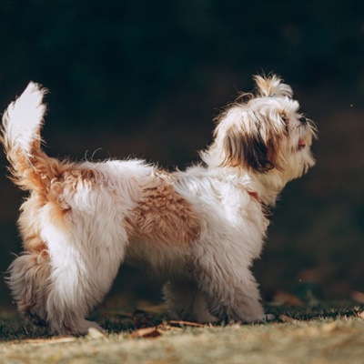 西施犬微信群头像，可爱的西施犬图片
