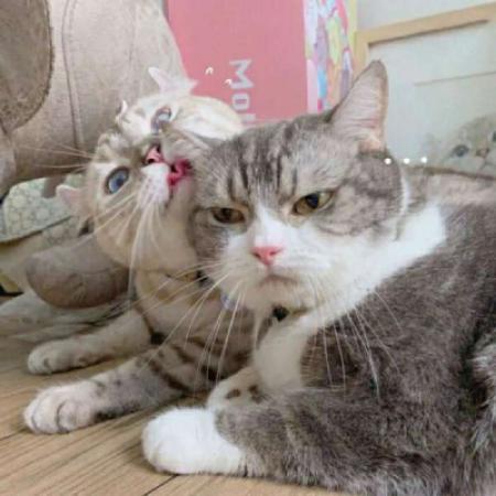 小猫情侣头像 情头可爱猫咪一人一张